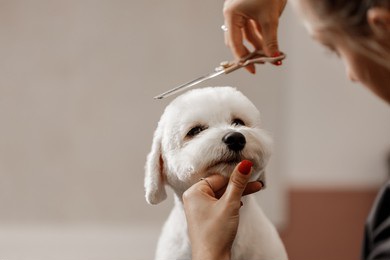 cropped-shot-young-blonde-pet-260nw-1863285943